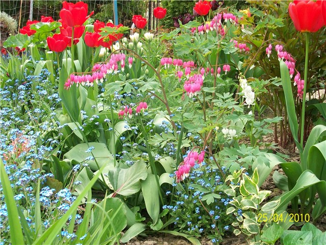Srdašce - Dicentra spectabilis 